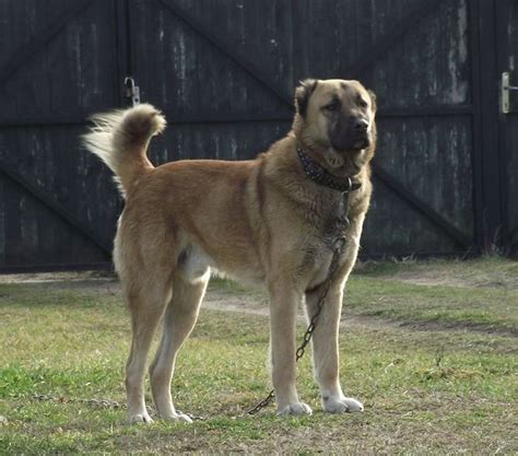 kuchi dog